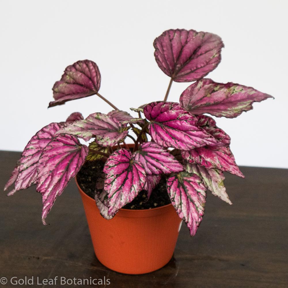 Begonia Rex Salsa – Gold Leaf Botanicals