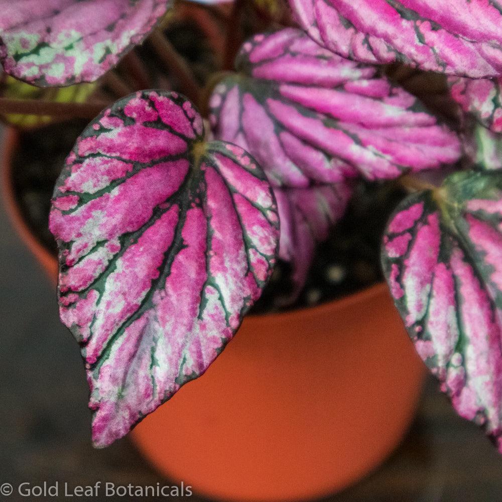 Begonia Rex Salsa – Gold Leaf Botanicals