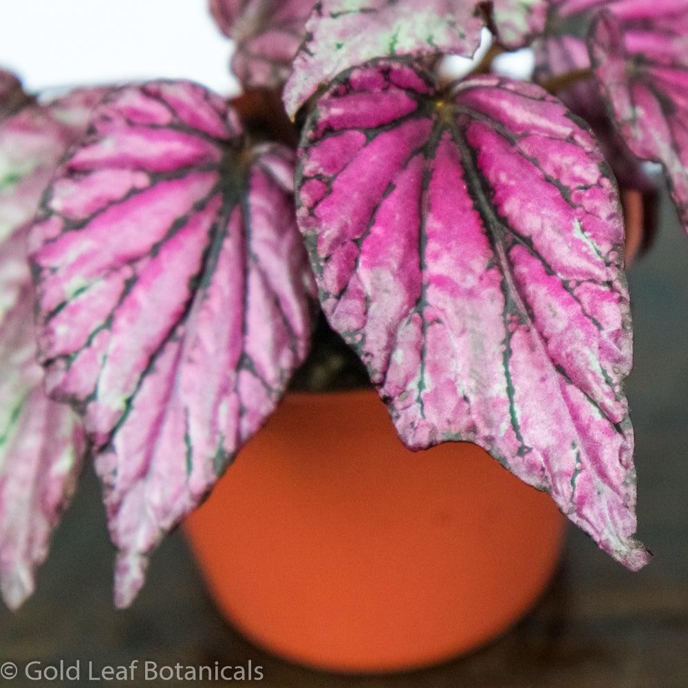 Begonia Rex Salsa – Gold Leaf Botanicals