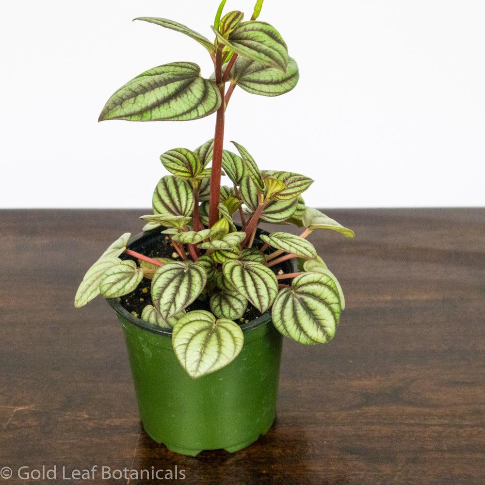 Peperomia Picalo Banda – Gold Leaf Botanicals