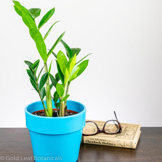 Ficus Ruby: The Stunning Rubber Plant with Ruby Red Leaves