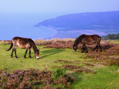 Exmoor