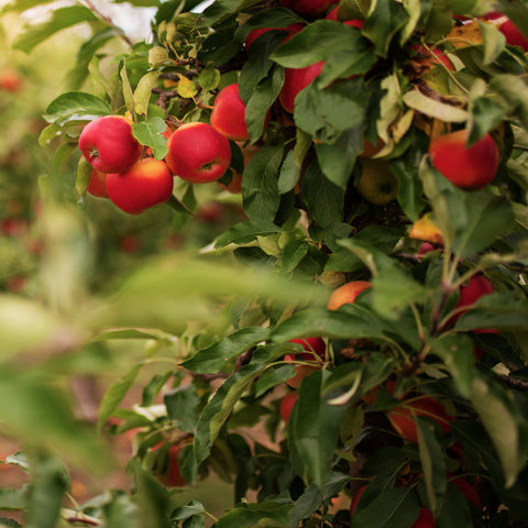 Somerset Apples