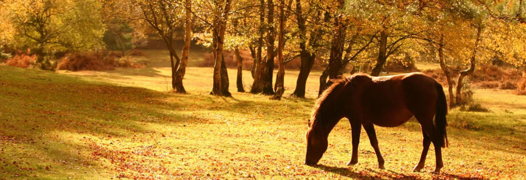 New Forest in Autumn