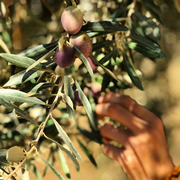 Shams El Balad Introduction to Fermentation Organic Mujeb Olives