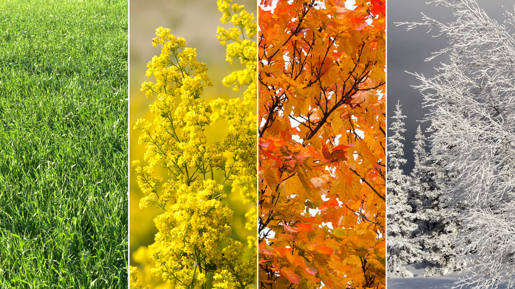 Image of different seasons around the year