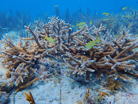 How Resilient Reefs Can Build a More Resilient Future