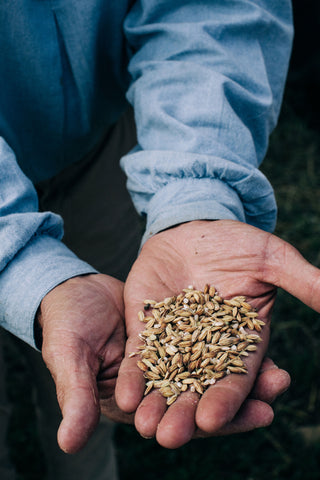 A handful of Two Brooks Farm rice