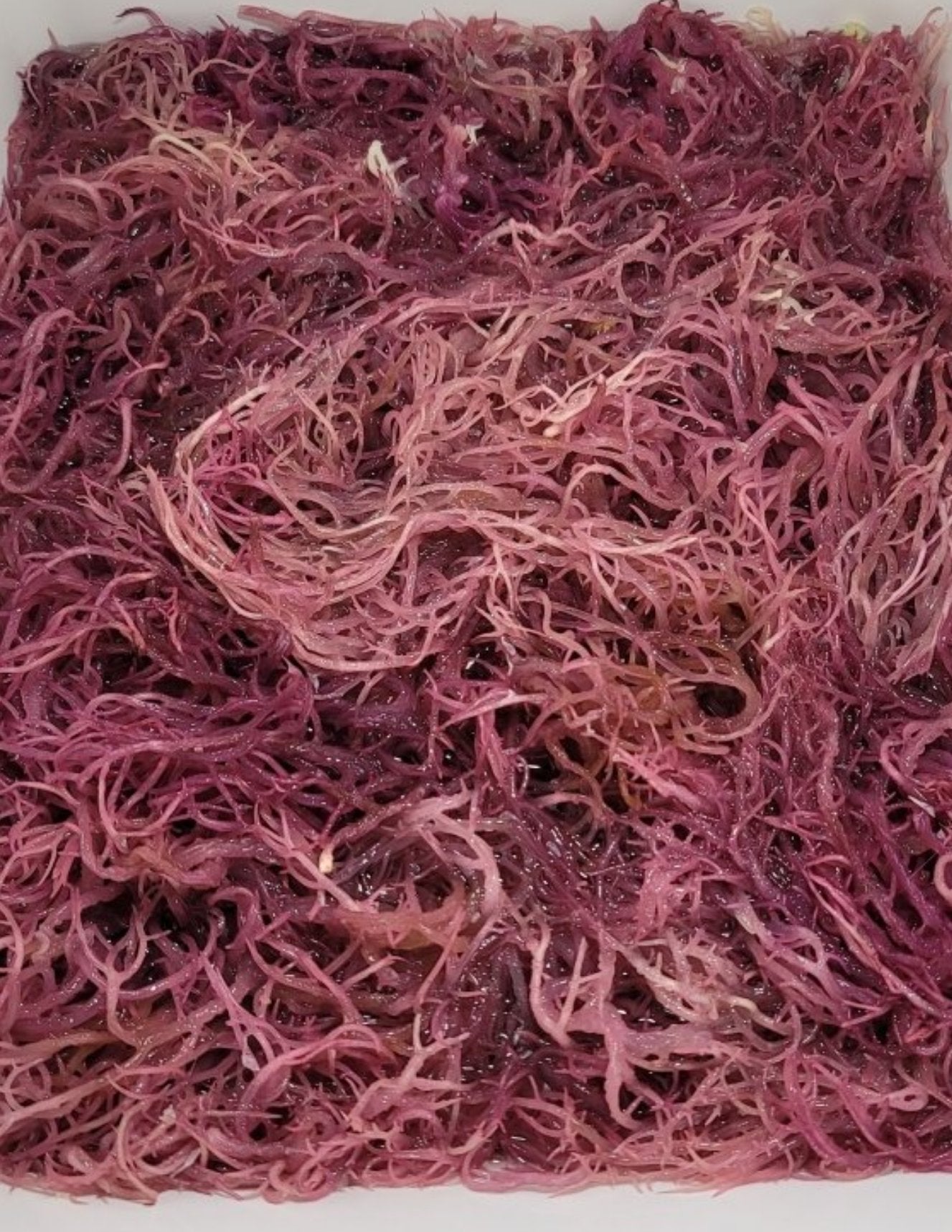 High Quality Jamaican Purple Dried Sea Moss 1lb |CGI Green