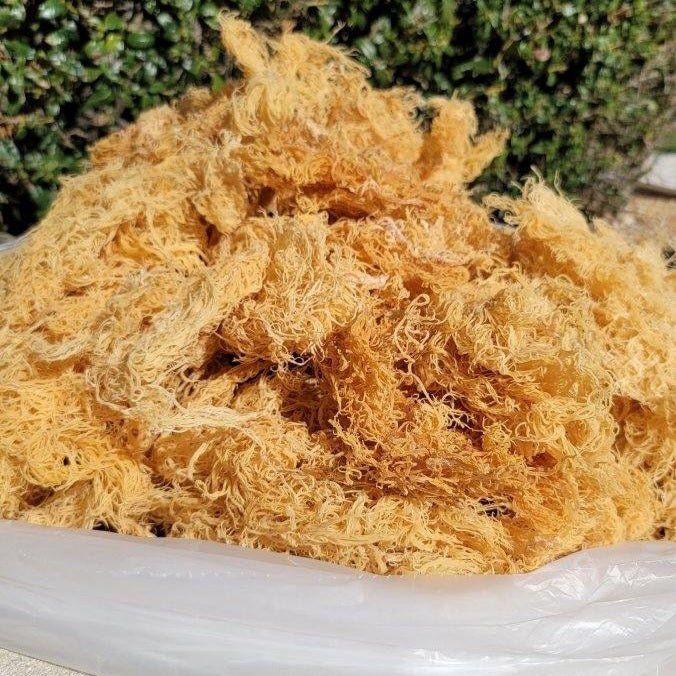 5lb - 25lb + Dried Wildcrafted Gold Sea Moss - Bulk Orders - Wholesale