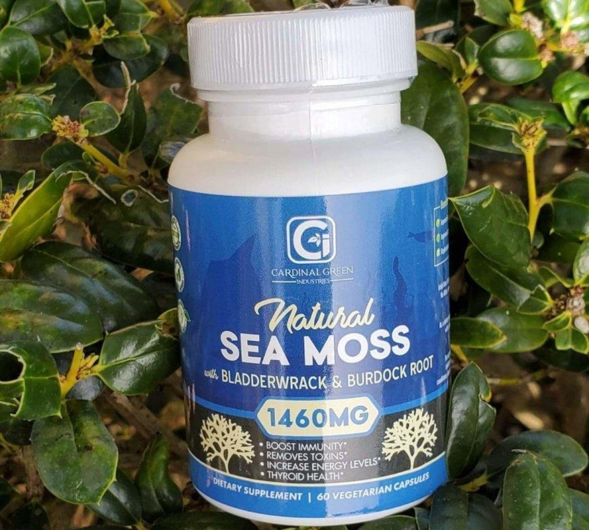 60 Natural Sea Moss With Bladderwrack And Burdock Root Capsules Cgi Green 