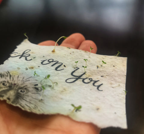 A piece of plantable paper laying on a hand with seeds sprouting from it.