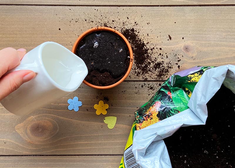 how to get the most out of your seed paper lightly water soil