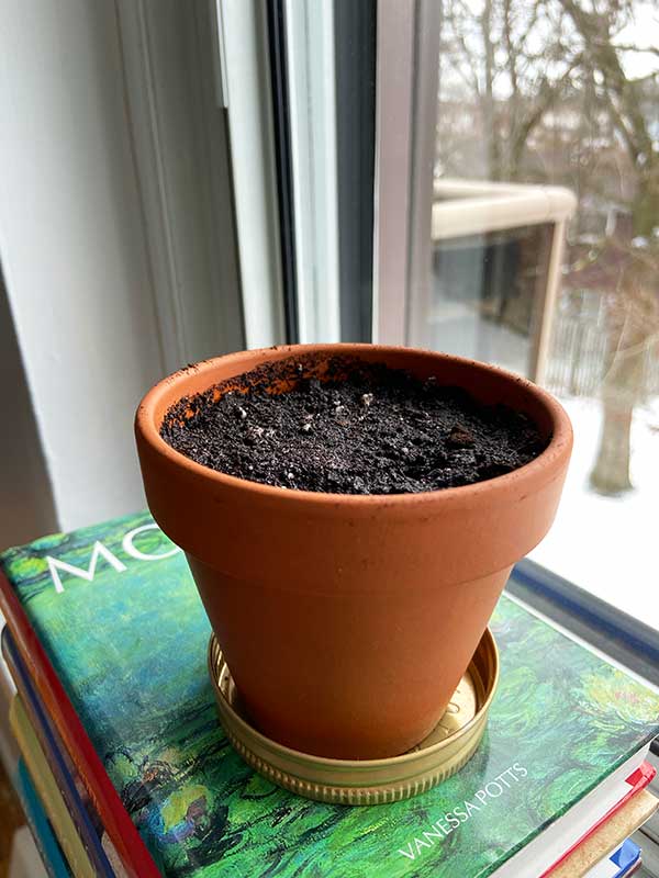 how to plant seed paper bright sunlight window sill