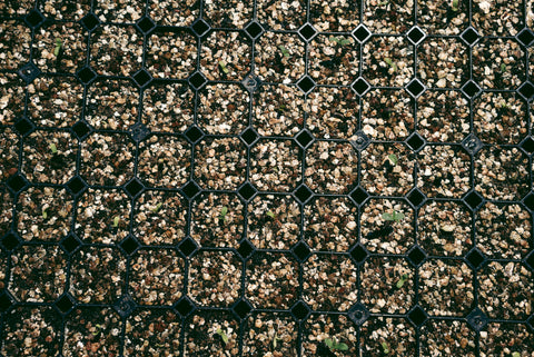 Nursery at Cannabis Essential Oil Facility - Small Cannabis Plants