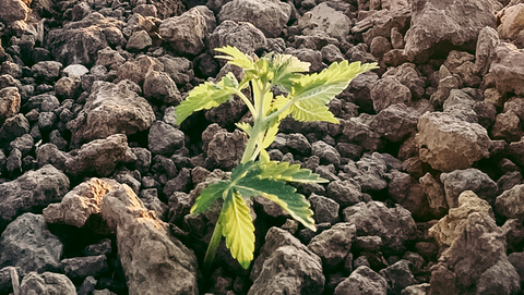 Cannabis Farm - Seed Genetics - Transplanting Phase - Small Plant in Soil