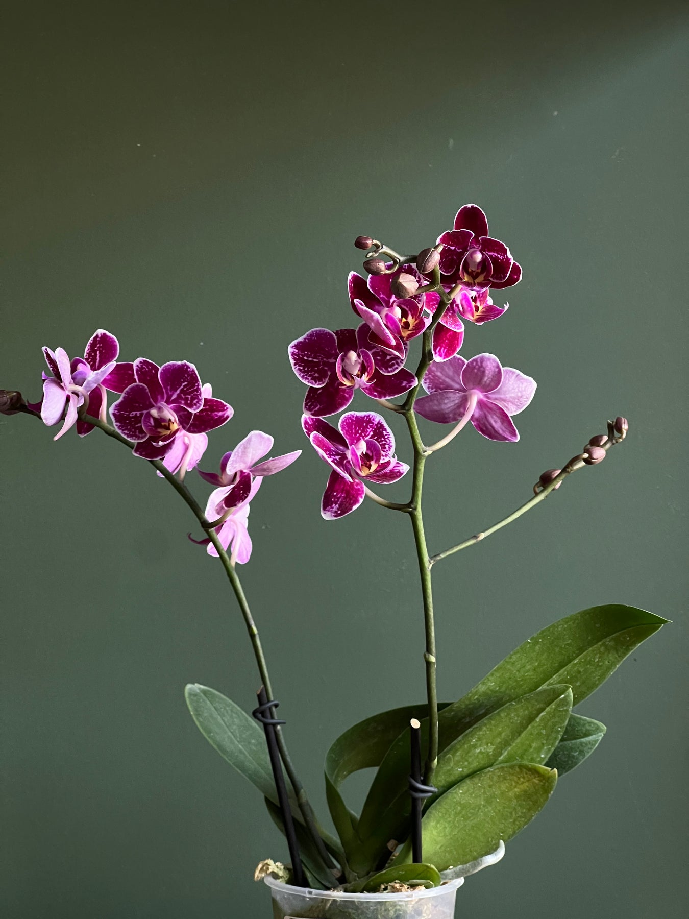 Orquídea Multiflora – acaciaflores