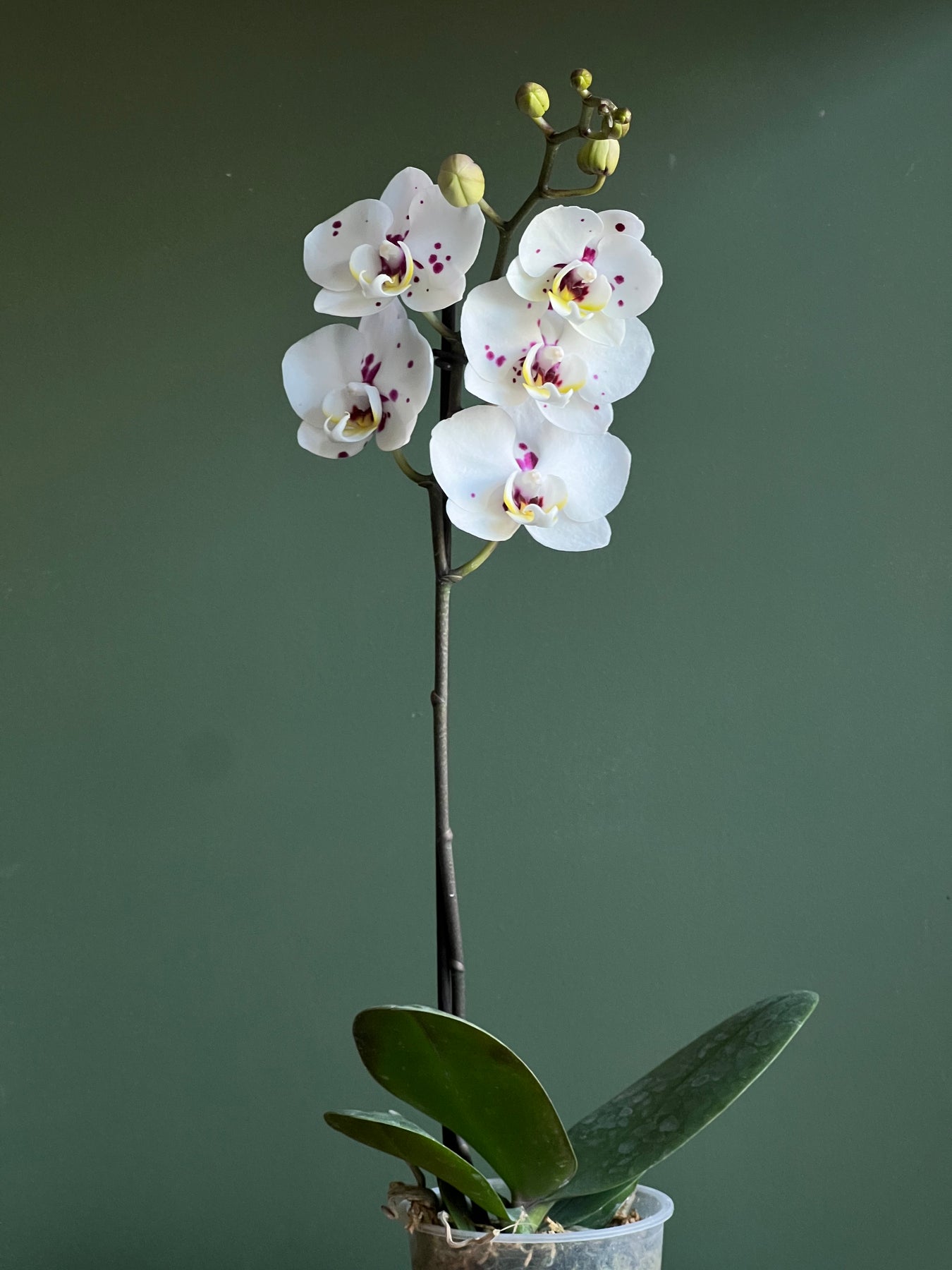 Orquídea Multiflora – acaciaflores