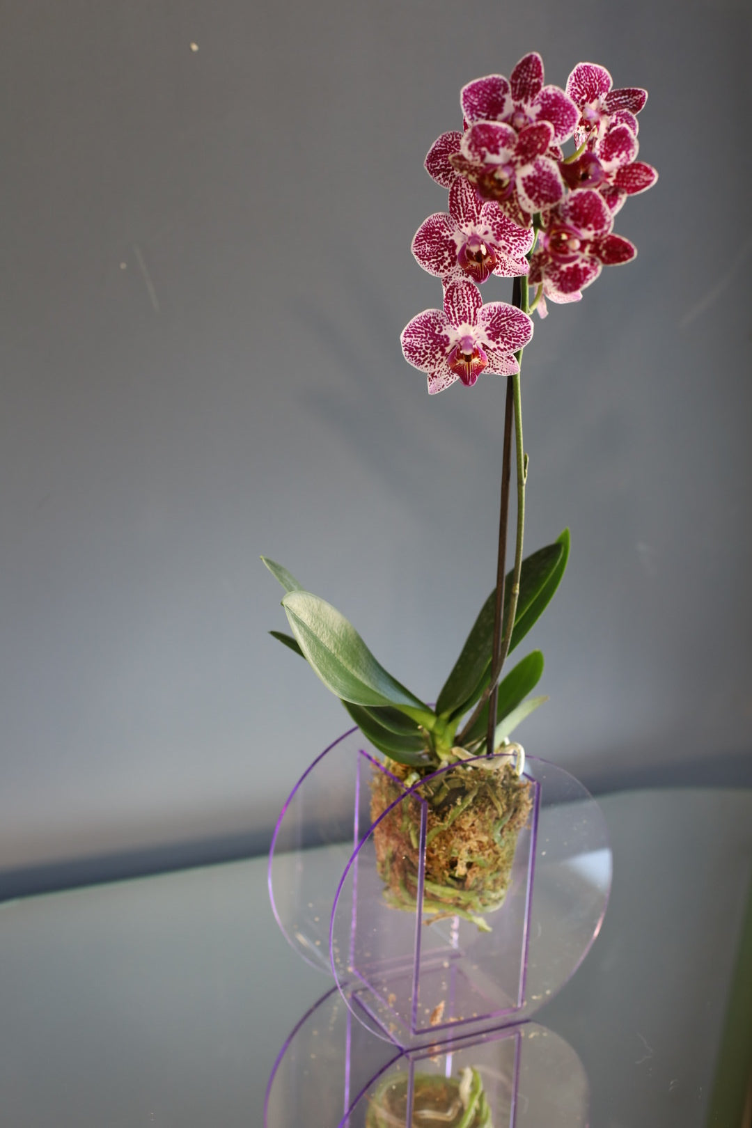 Orquídea Multiflora con Florero Acrylic – acaciaflores