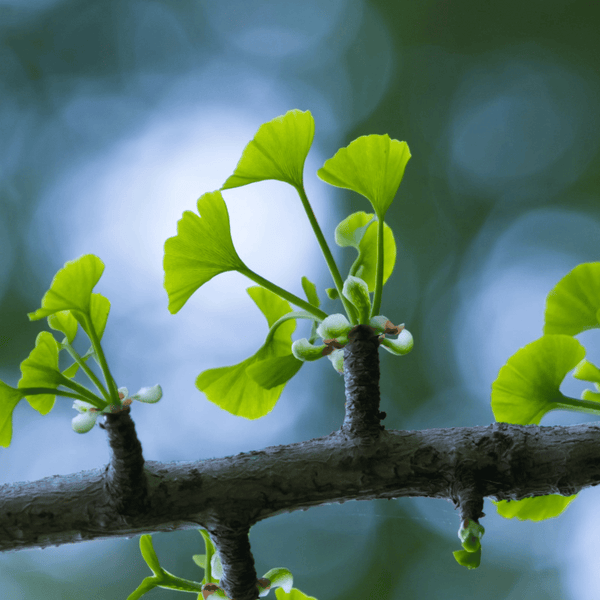 Ginkgo for Brain Tea Tonic