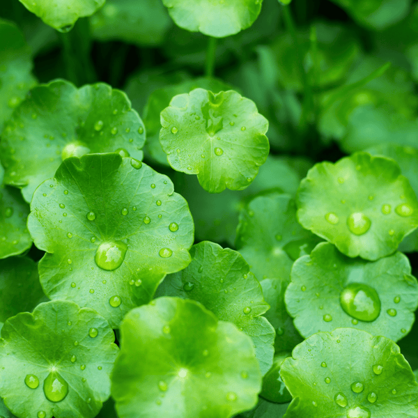 Gotu Kola for Brain Tea Tonic