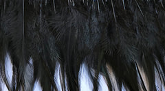 Feathers Black Hen