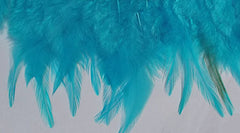 Feathers Turquoise Hen