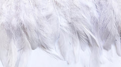 Feathers White Coque