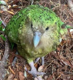 kakapo bird