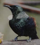 tui bird