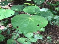 kawakawa leaf