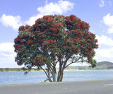 pohutukawa tree