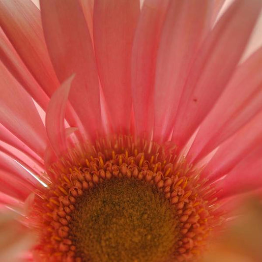 Pastel Pink and Yellow Daisy Center - Art Print