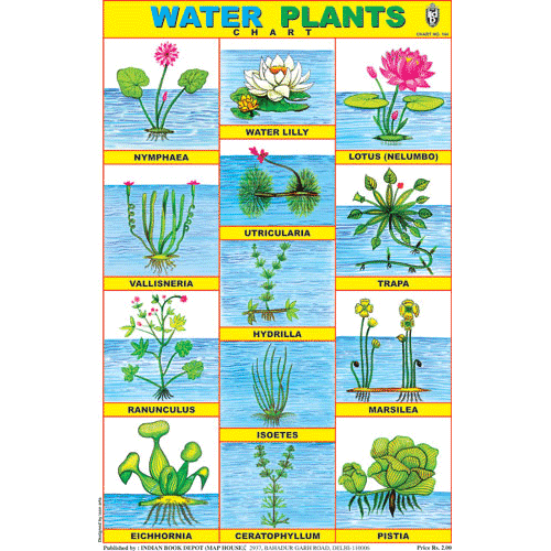 WATER PLANTS CHART SIZE 12X18 (INCHS) 300GSM ARTCARD