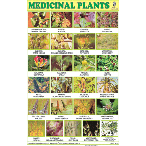 MEDICINAL PLANTS CHART SIZE 12X18 (INCHS) 300GSM ARTCARD