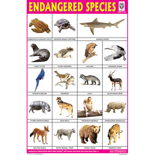 endangered-species-chart-size-12x18-inchs-300gsm-artcard