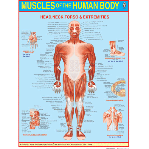 sample-musculoskeletal-nursing-assessment