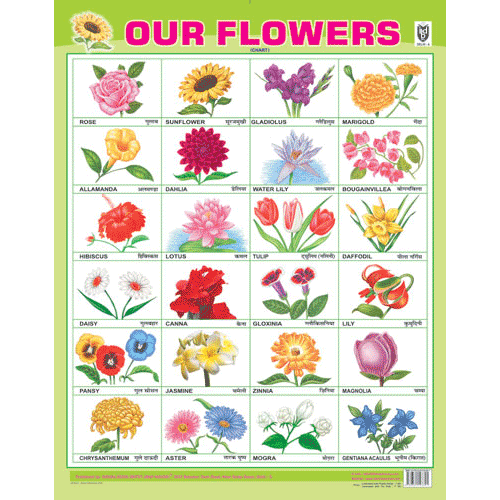 OUR FLOWERS CHART SIZE 55 X 70 CMS