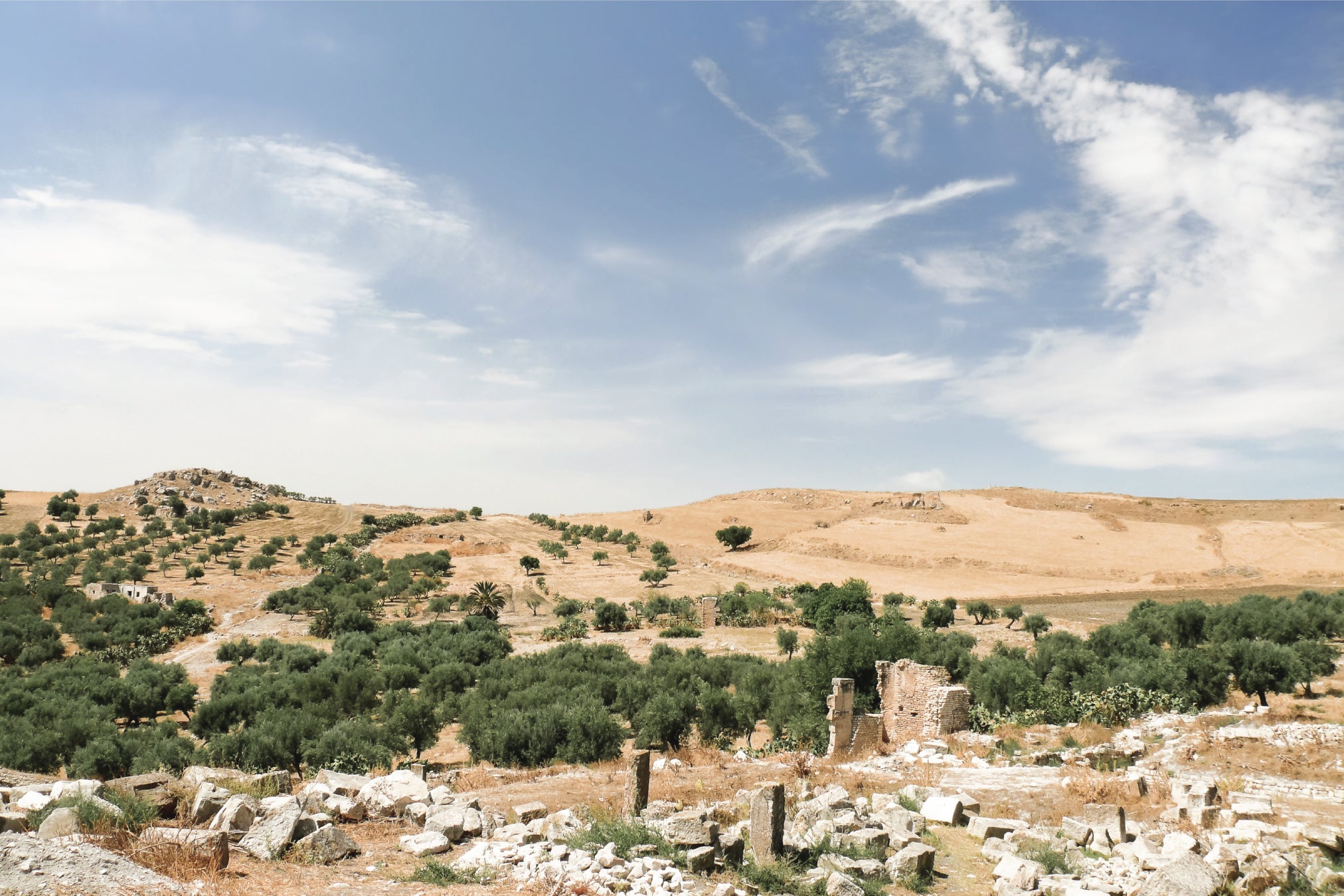 Tunisia scenery of rolling hills and olive trees landscape