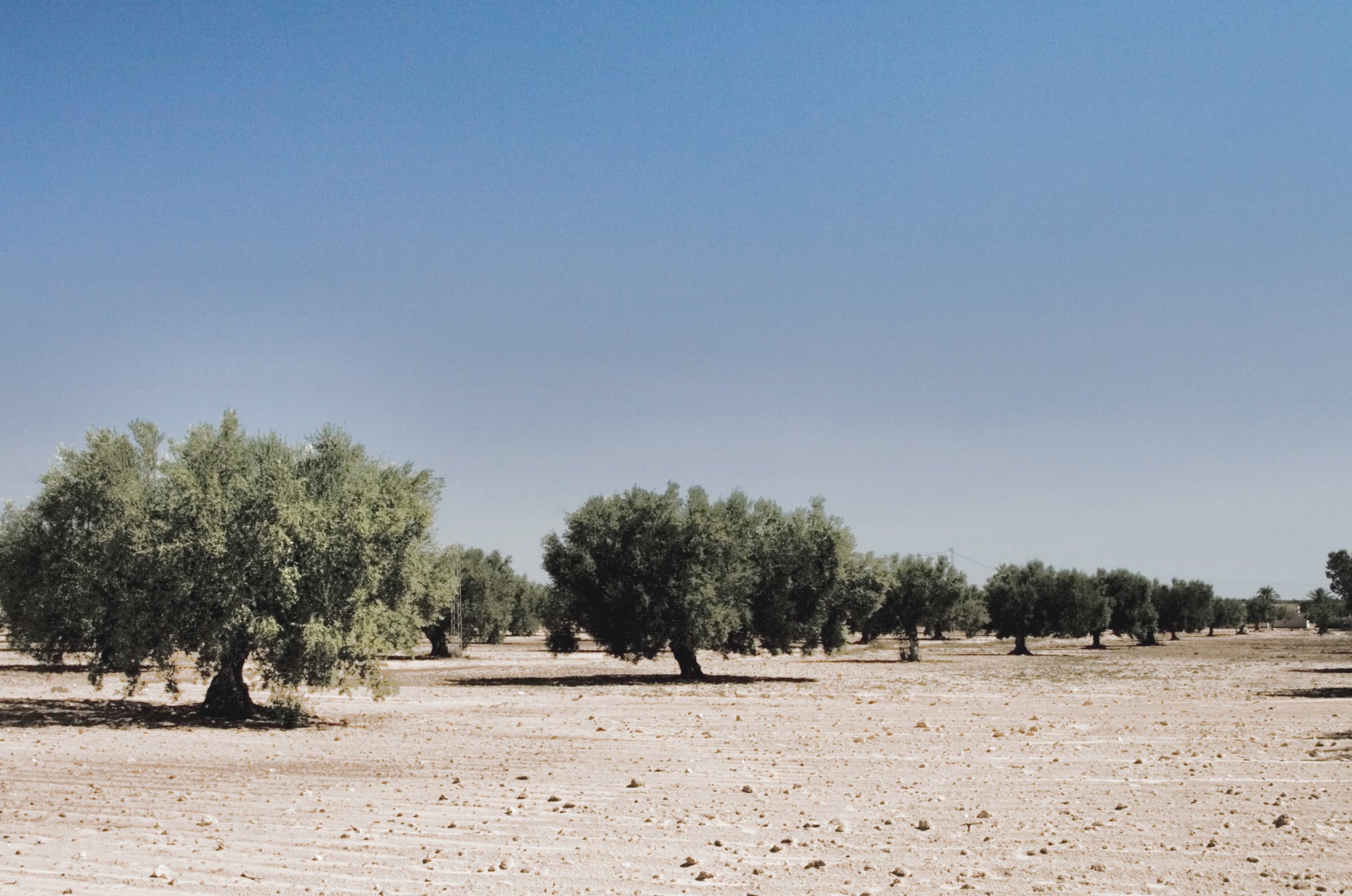 Landscape of olive tree grove in Tunisia