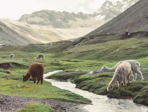 Grazing alpaca in the Andes mountains of Peru.