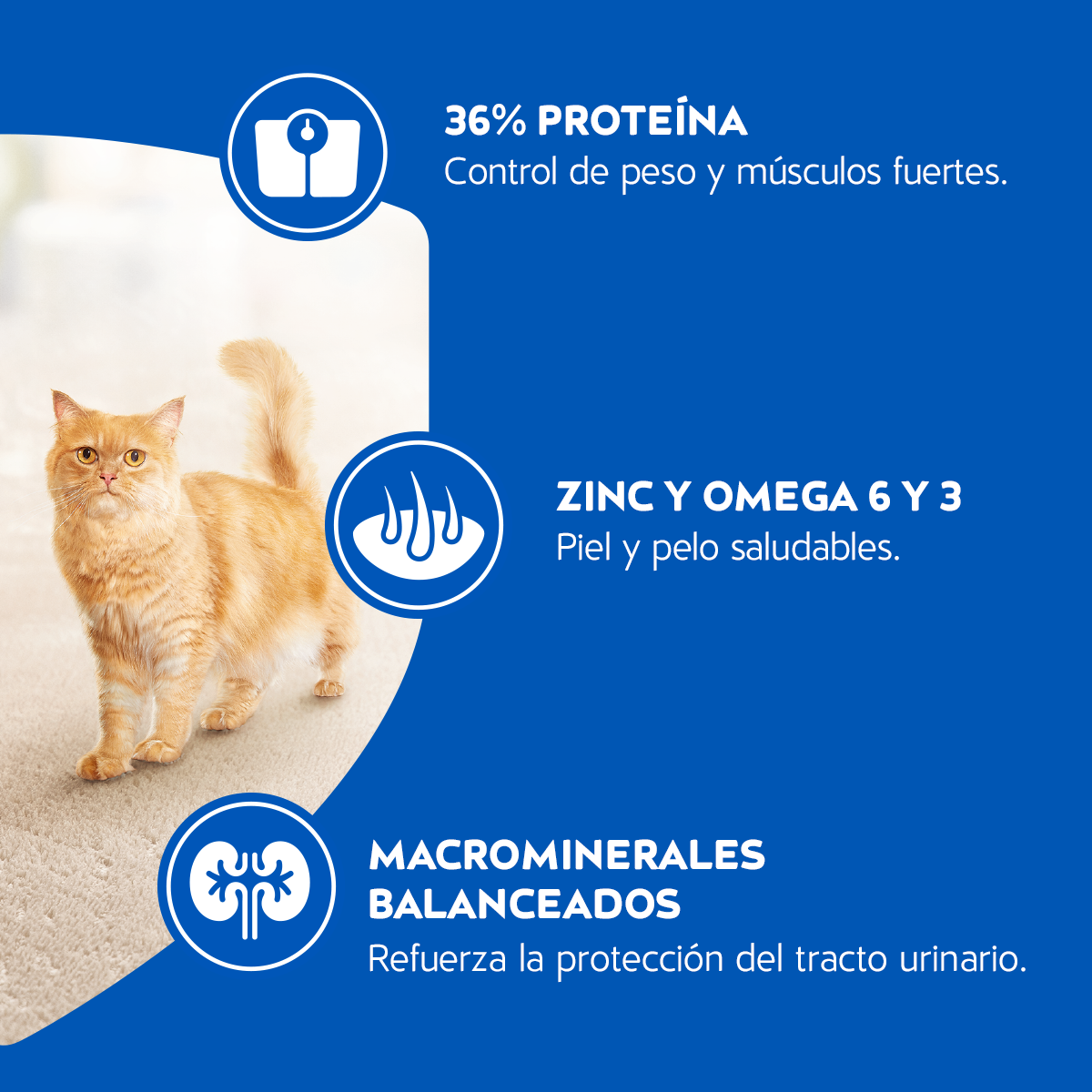 heroico mayor mueble Cat Chow Adultos esterilizados 8kg – Tienda Nestlé