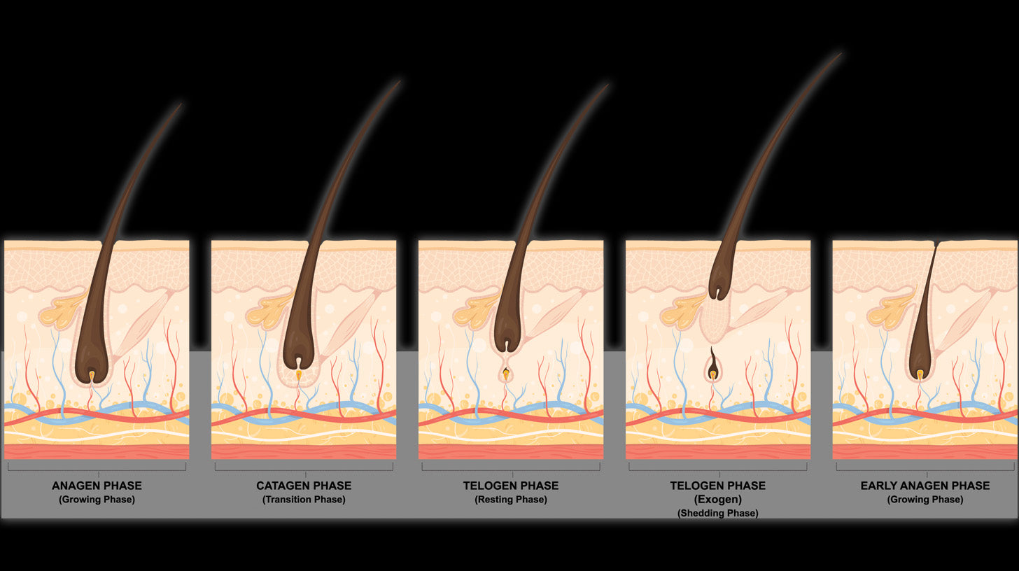 how testosterone affects hair growth stages