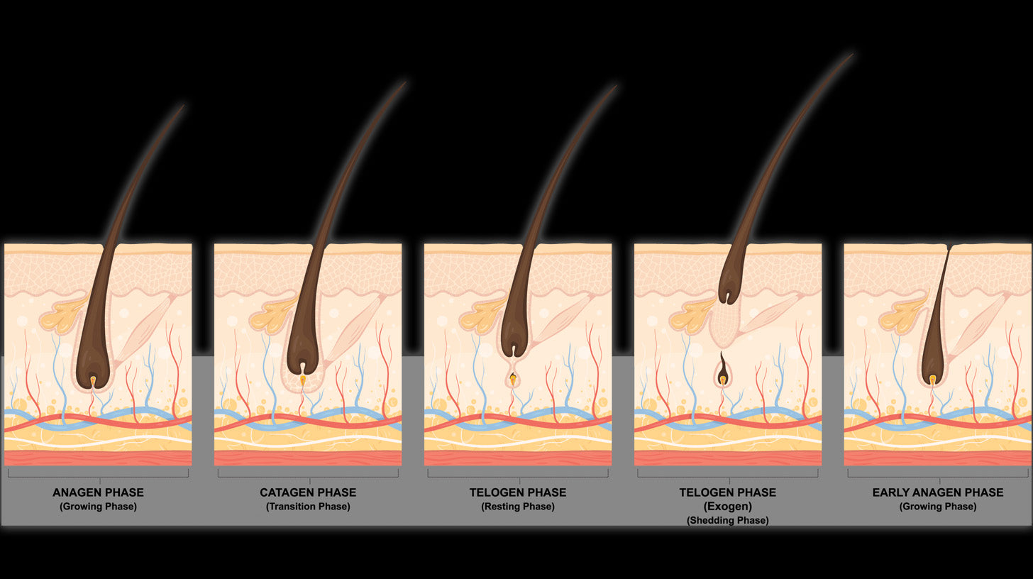 BEARD-GROWTH-STAGES-2