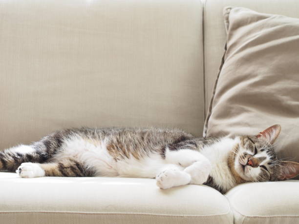 Best Couch Material for Cats
