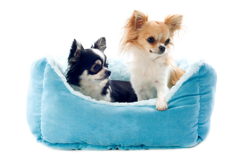 Comfortable dog beds