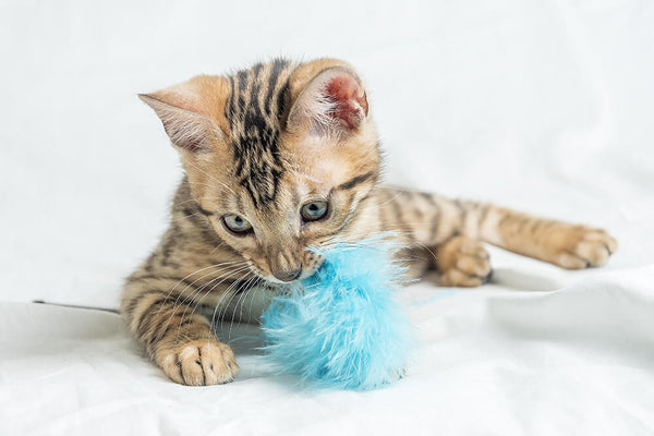 Interactive cat toys