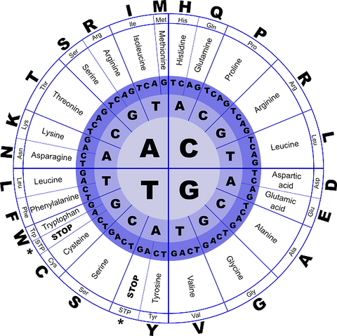 amino acid wheel