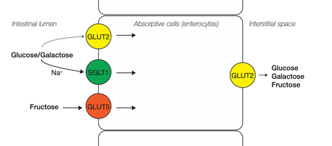 Glucose and fructose transporters