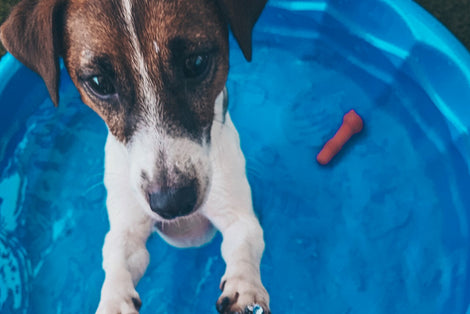 shep cooling mat for dogs